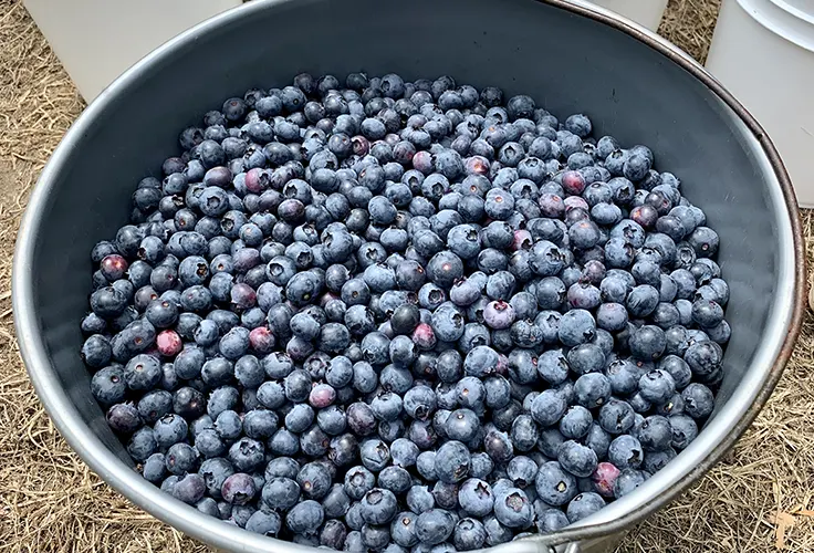 The Ultimate Guide to Blueberry Picking