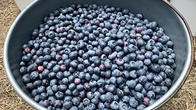 The Best Time to Pick Blueberries