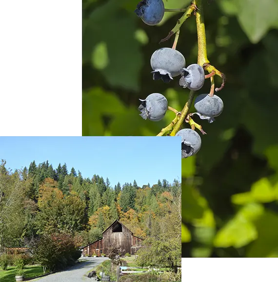 Welcome To Canter-Berry Farms