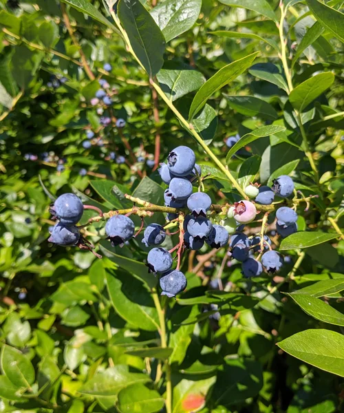 Canter-Berry Farms