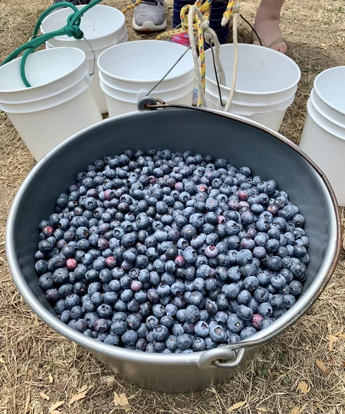 Canter-Berry Farms
