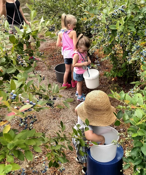 Canter-Berry Farms