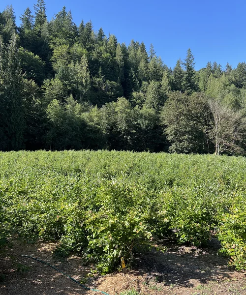 Canter-Berry Farms